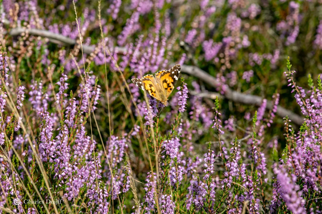 vlinder2