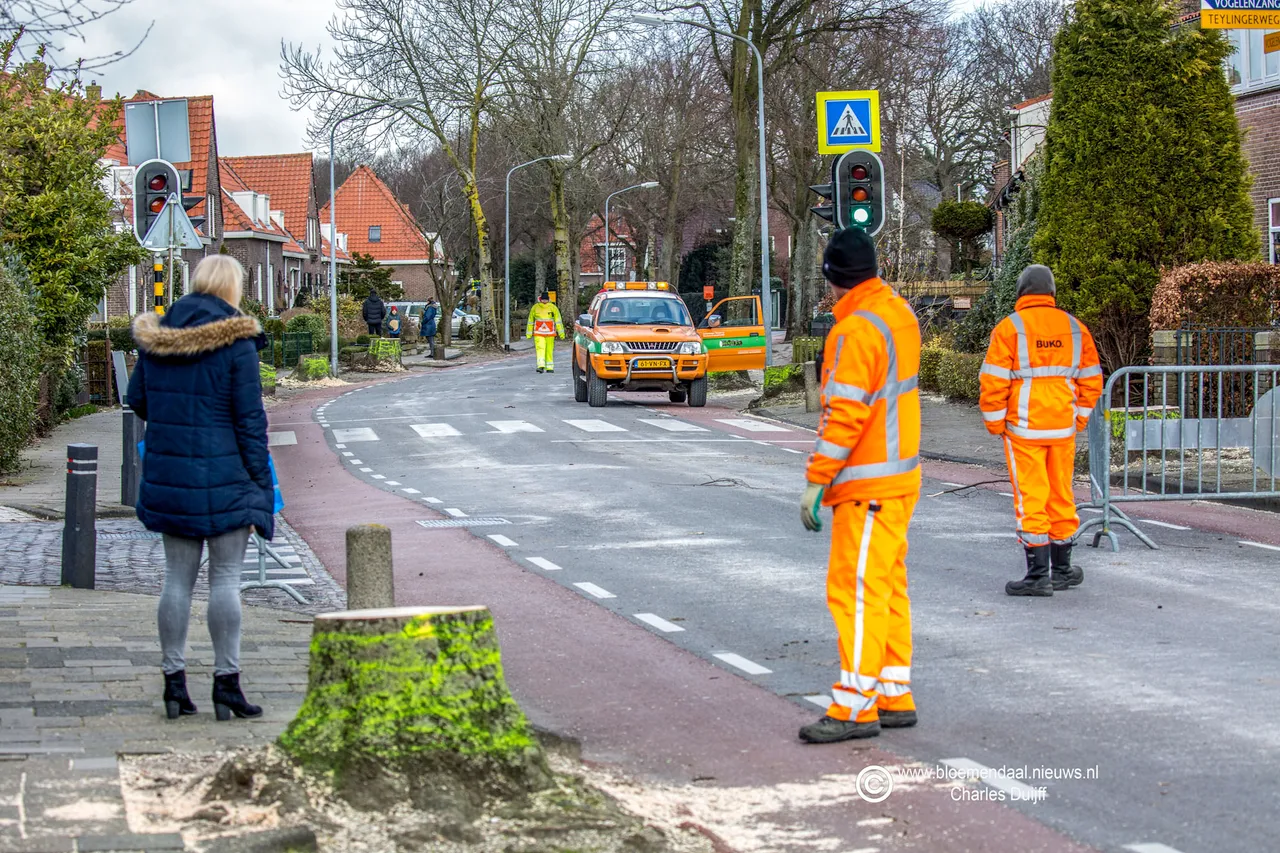 vogelenzang bomen