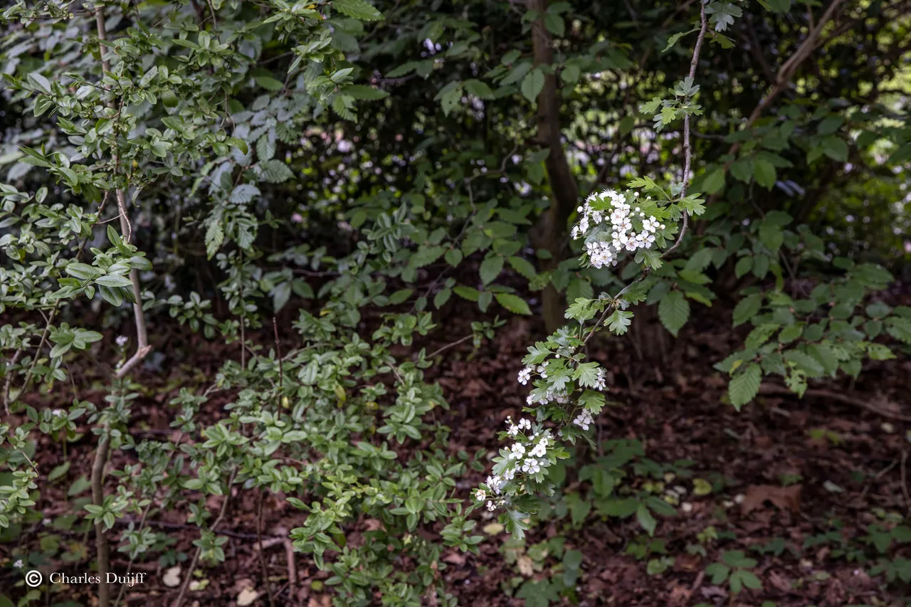 witte bloesem