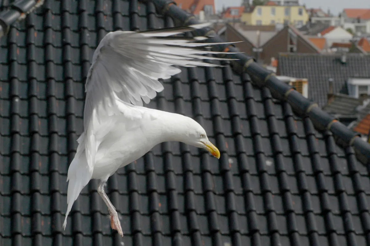 zilvermeeuw foto menno sabel vogelhospitaal haarlem eo 1 kopieren