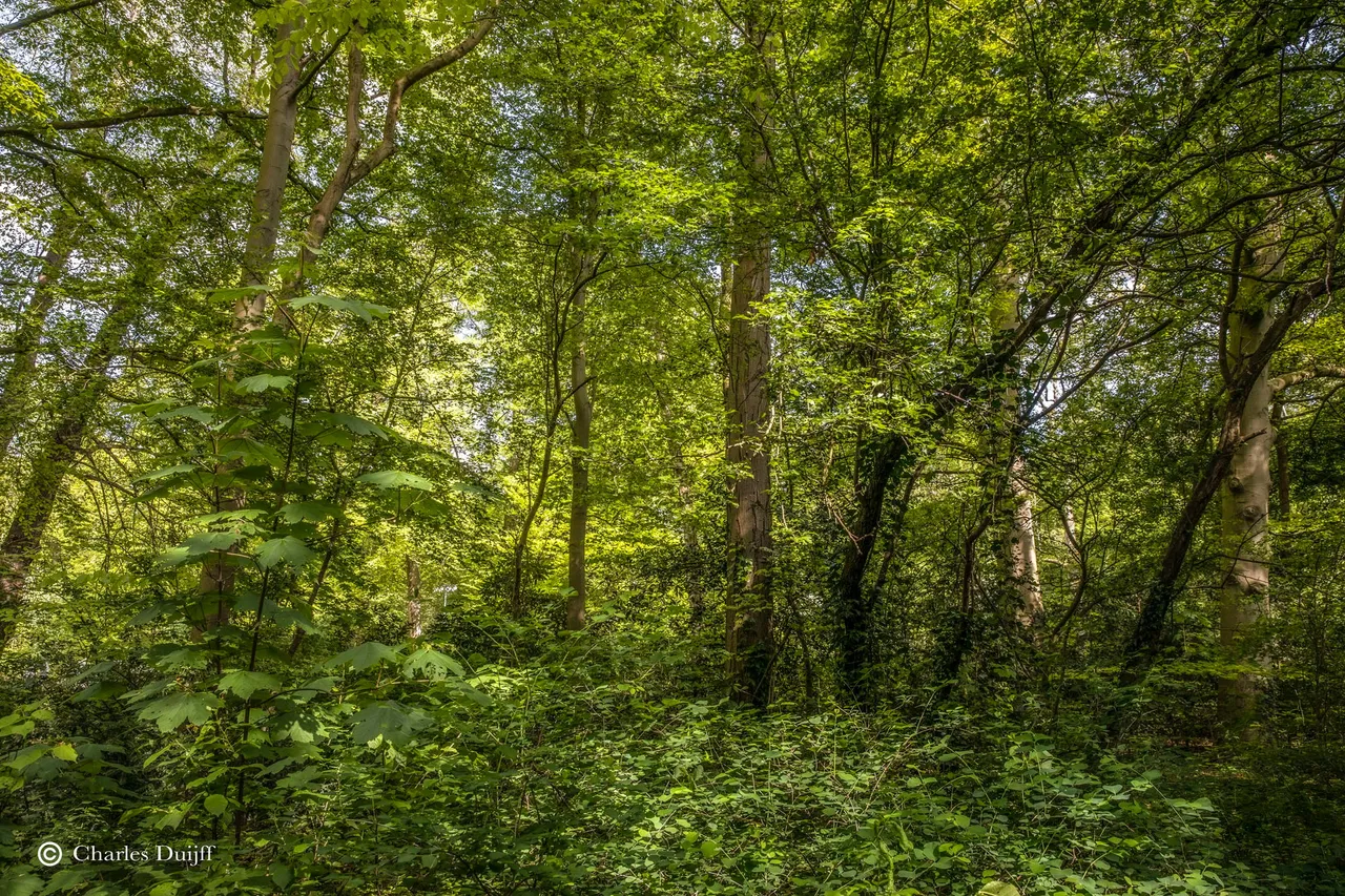 zonnespel2