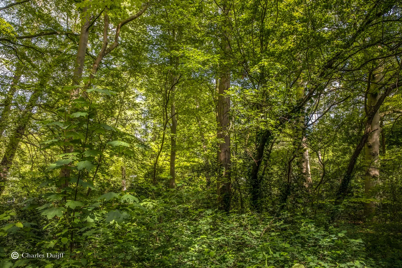 zonnespel2