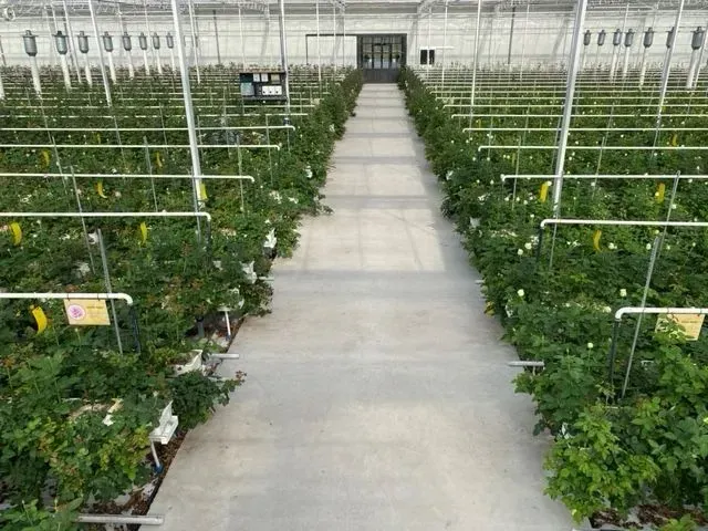 Keijsers Rozen Bestrijderskas