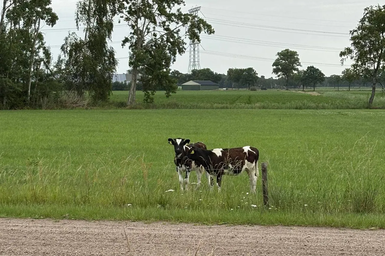 pinken langs a58 moergestel wis robert 1
