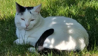 Vesper nieuws.nl (1)