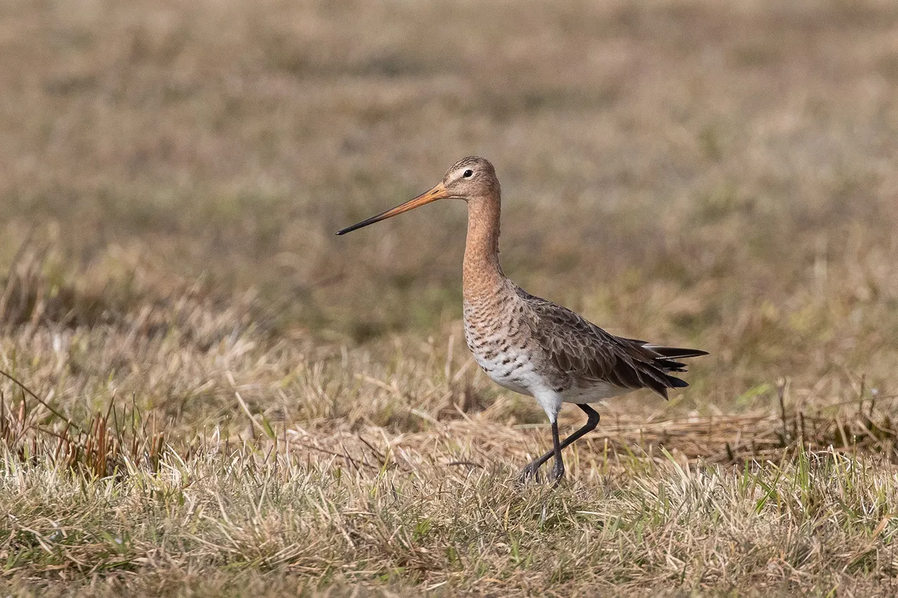 grutto hans brinks 2