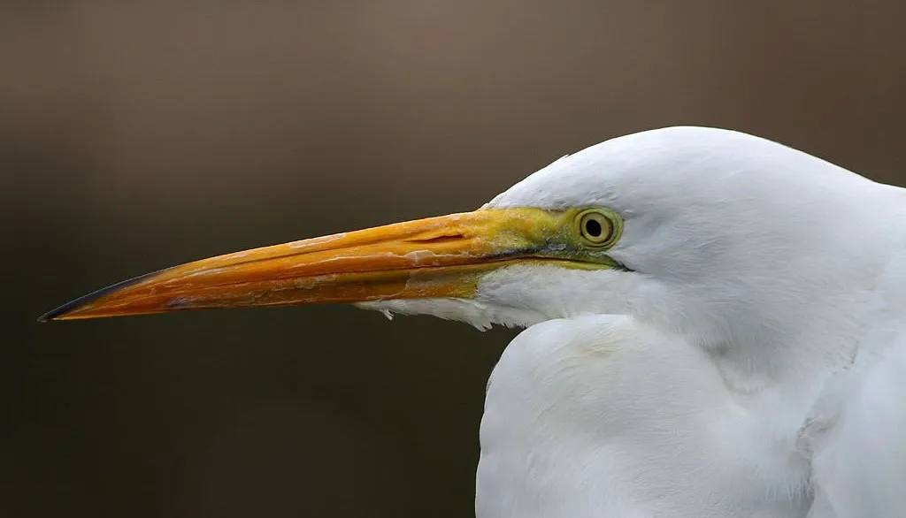 heron head 3189 pixa 1024x586