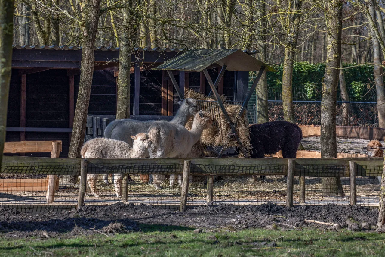 hoenderdaal3