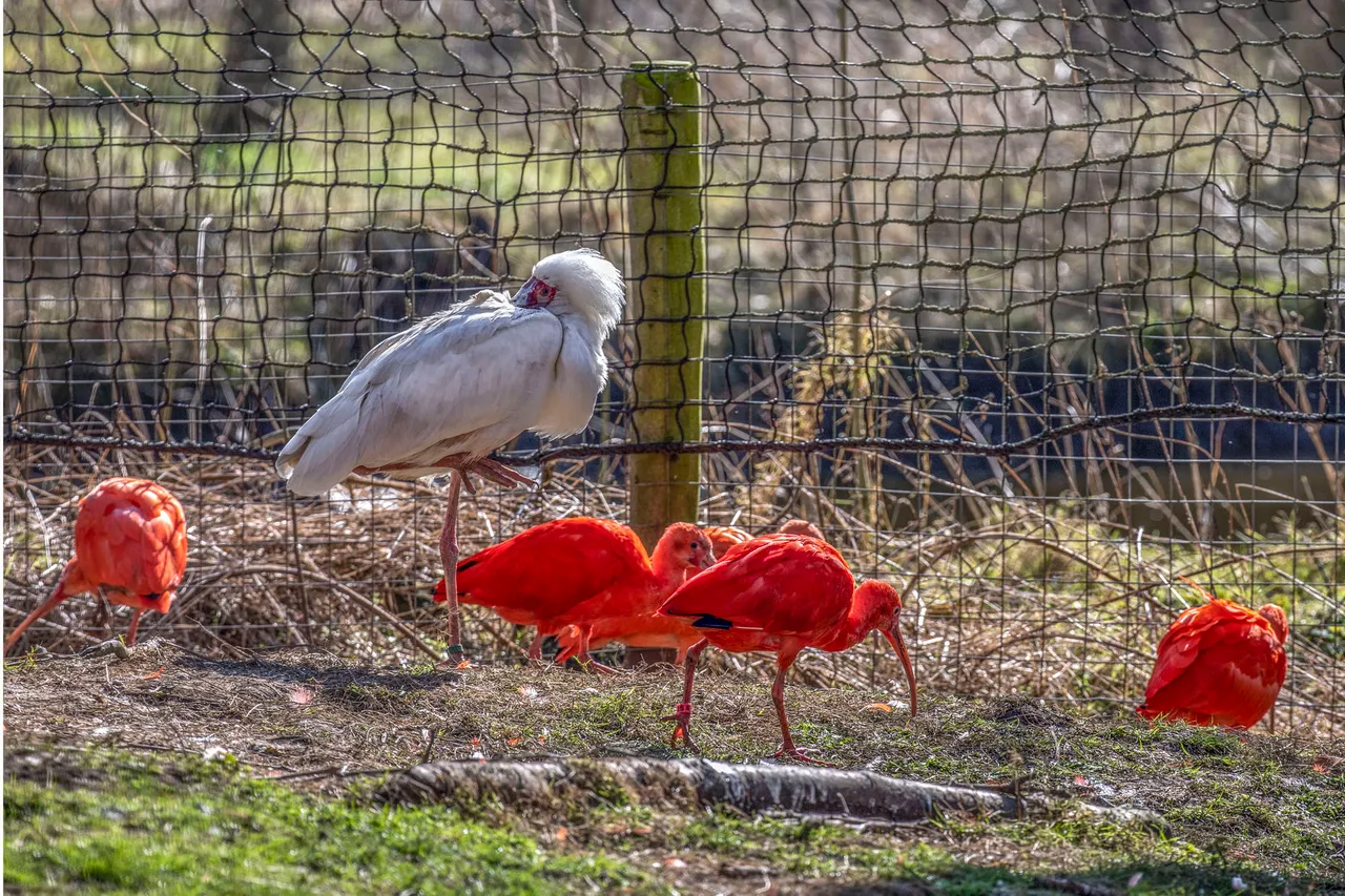 ibis