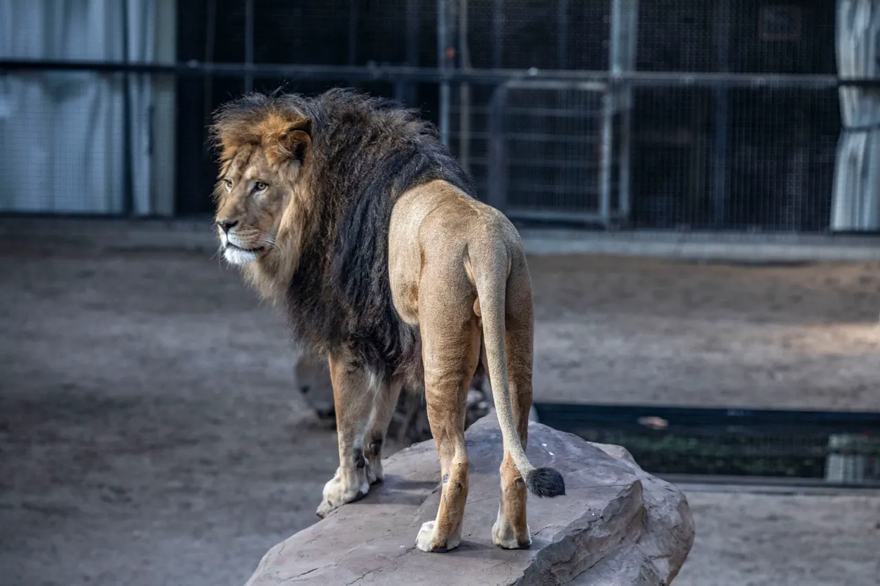 lion knappert