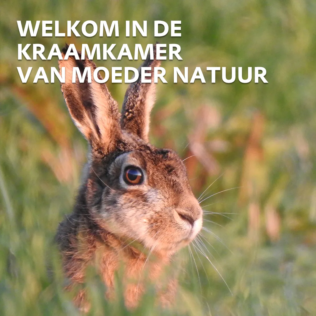 moeder natuur haas