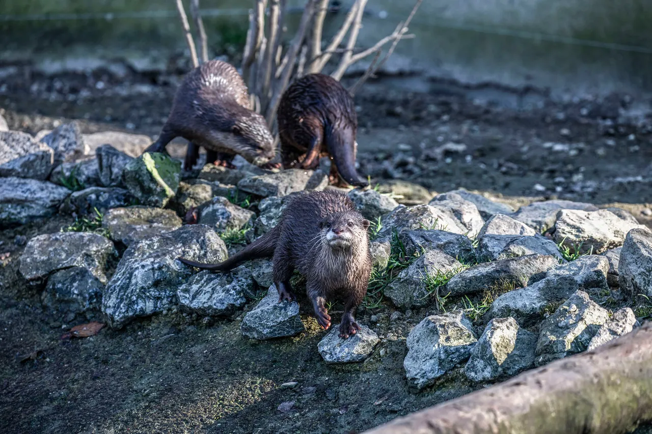 otters b