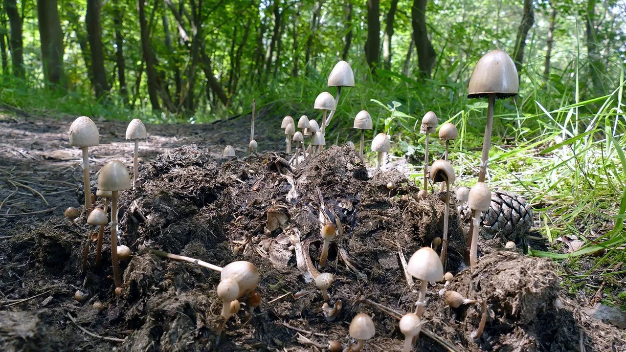 paddenstoel op mest mj breed