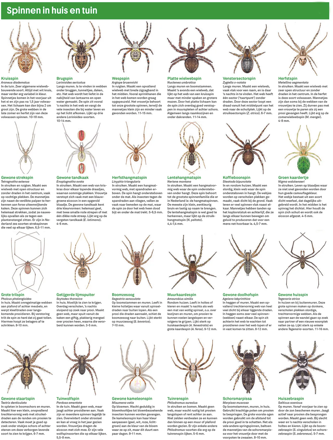 spinnenkaart