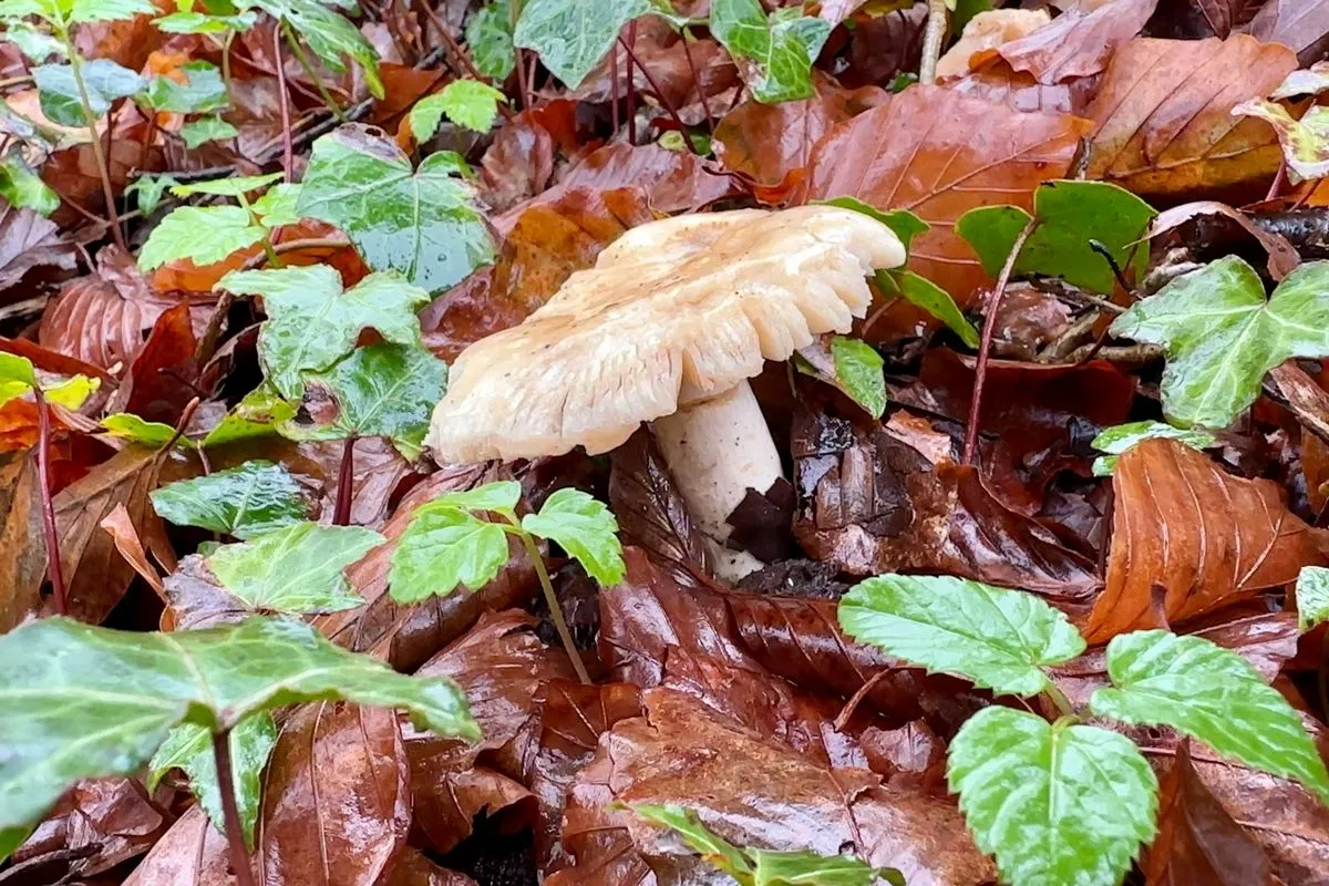 whatsapp image 2023 10 29 at 113803 2