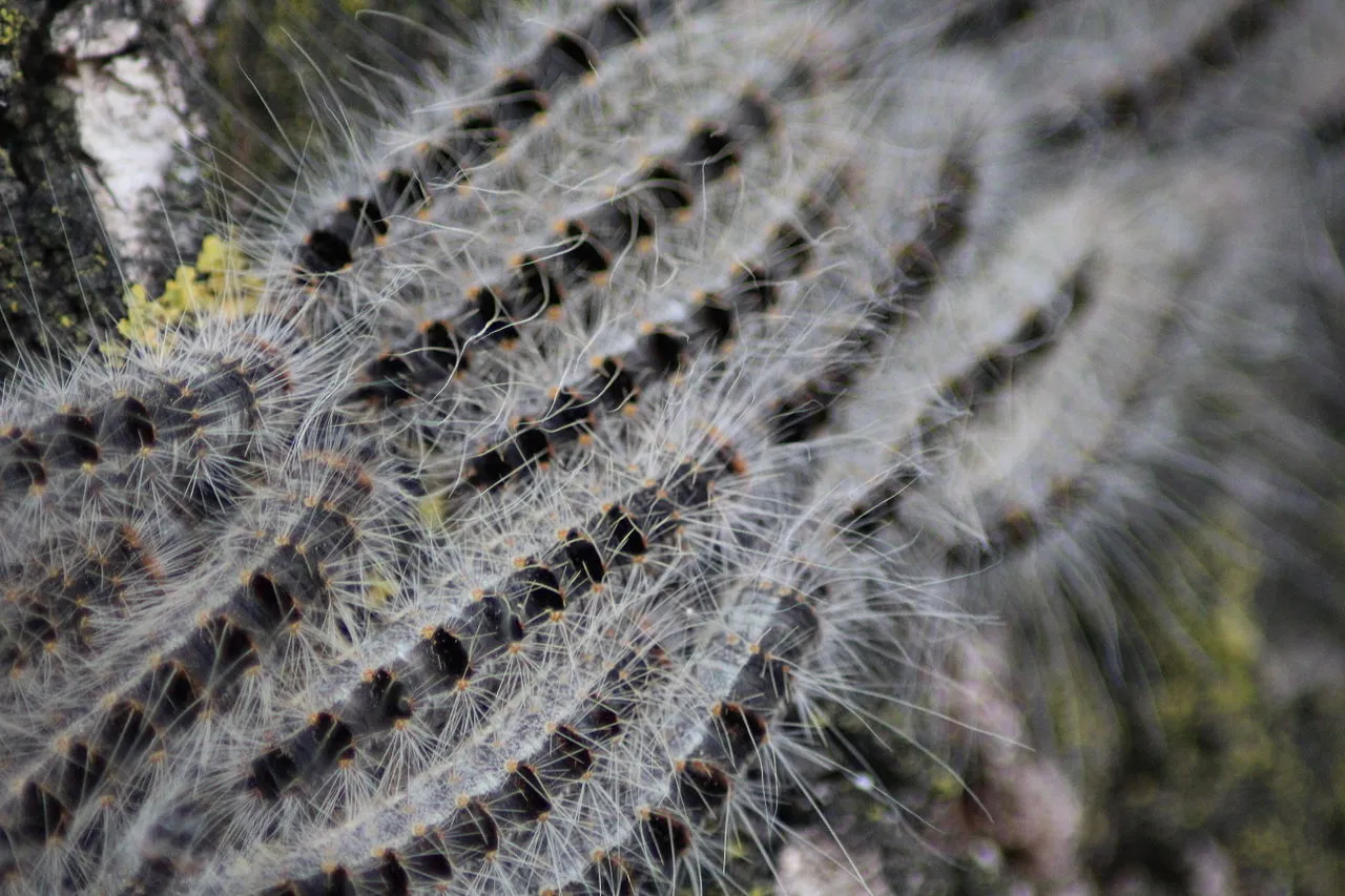 1280px thaumetopoea processionea closeup