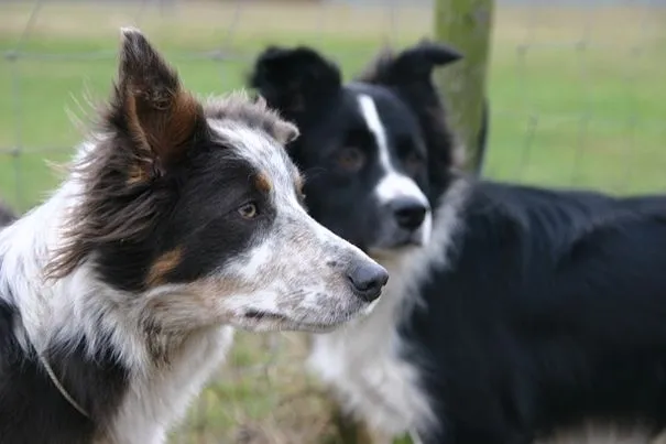 border collie