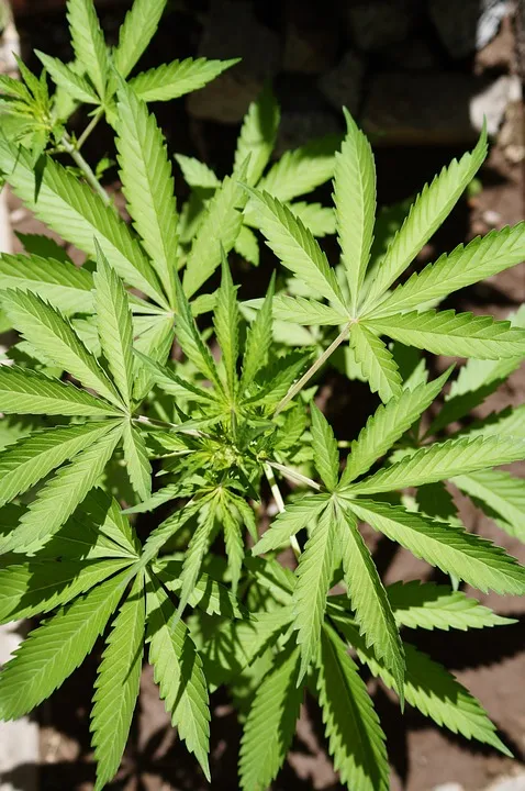 cannabis 956549 960 720