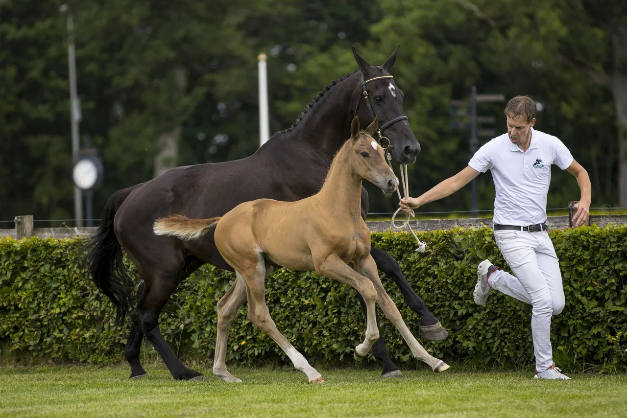 ch sire hk zuid22lzuid22l177422cr3