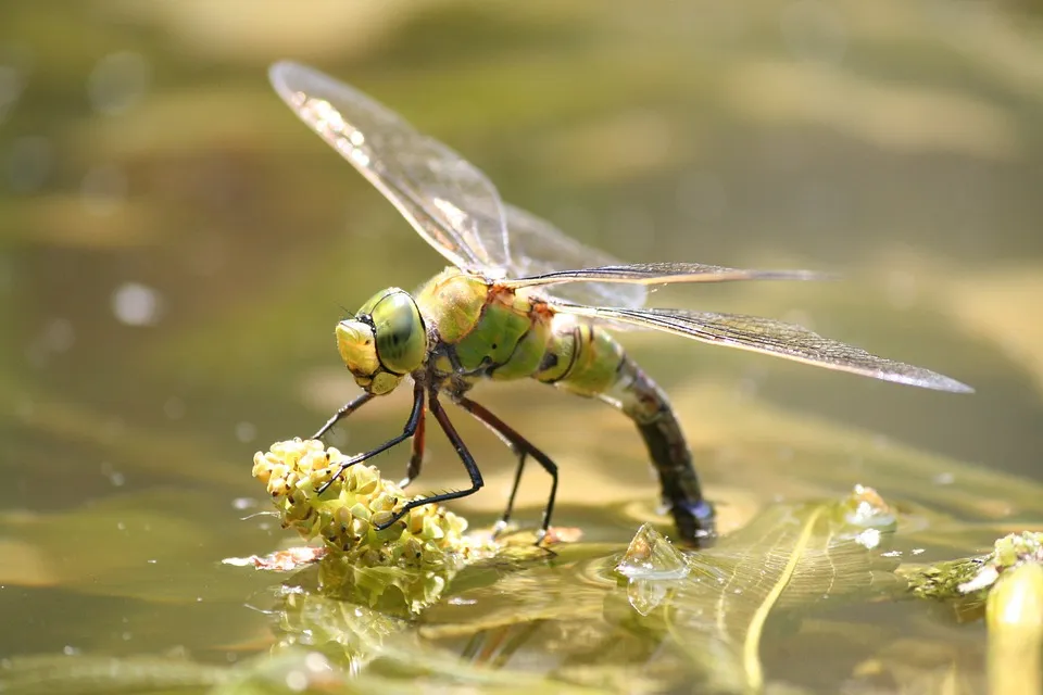 dragonfly 815139 960 720