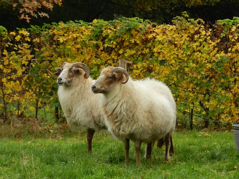 drents heideschaap