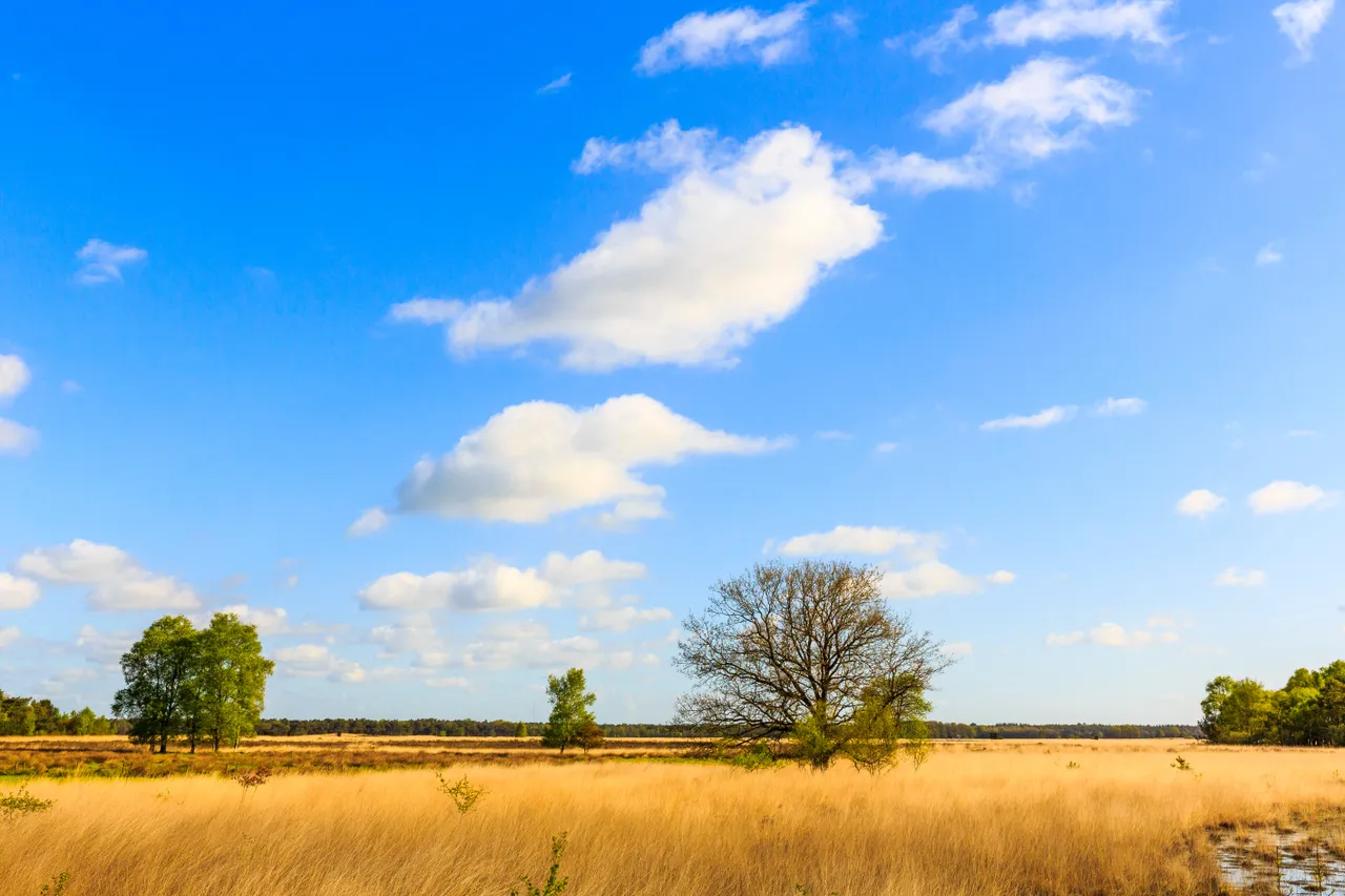 dwingelderveld geurt besselink