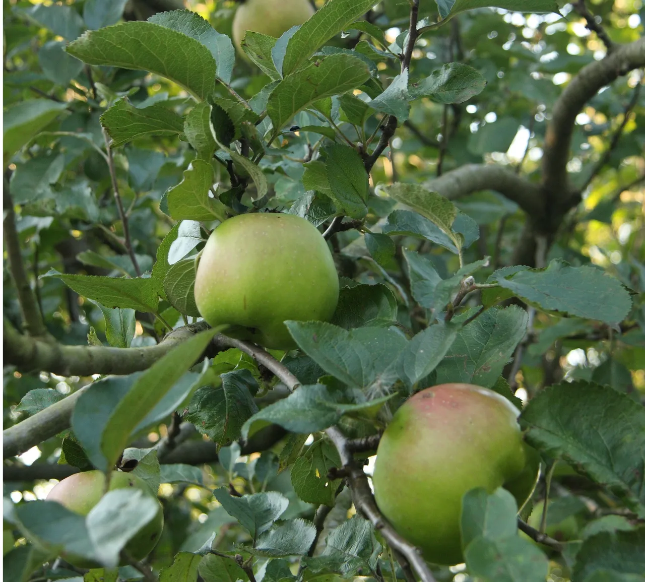 fruitbomen snoeien appels in boom ansen
