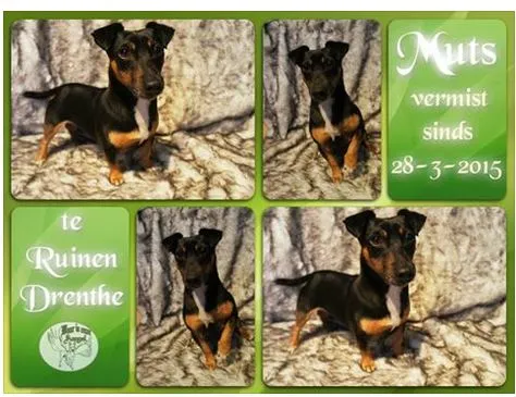 hondje vermist