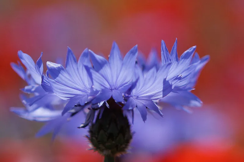 jenny downing foter cc by wheat