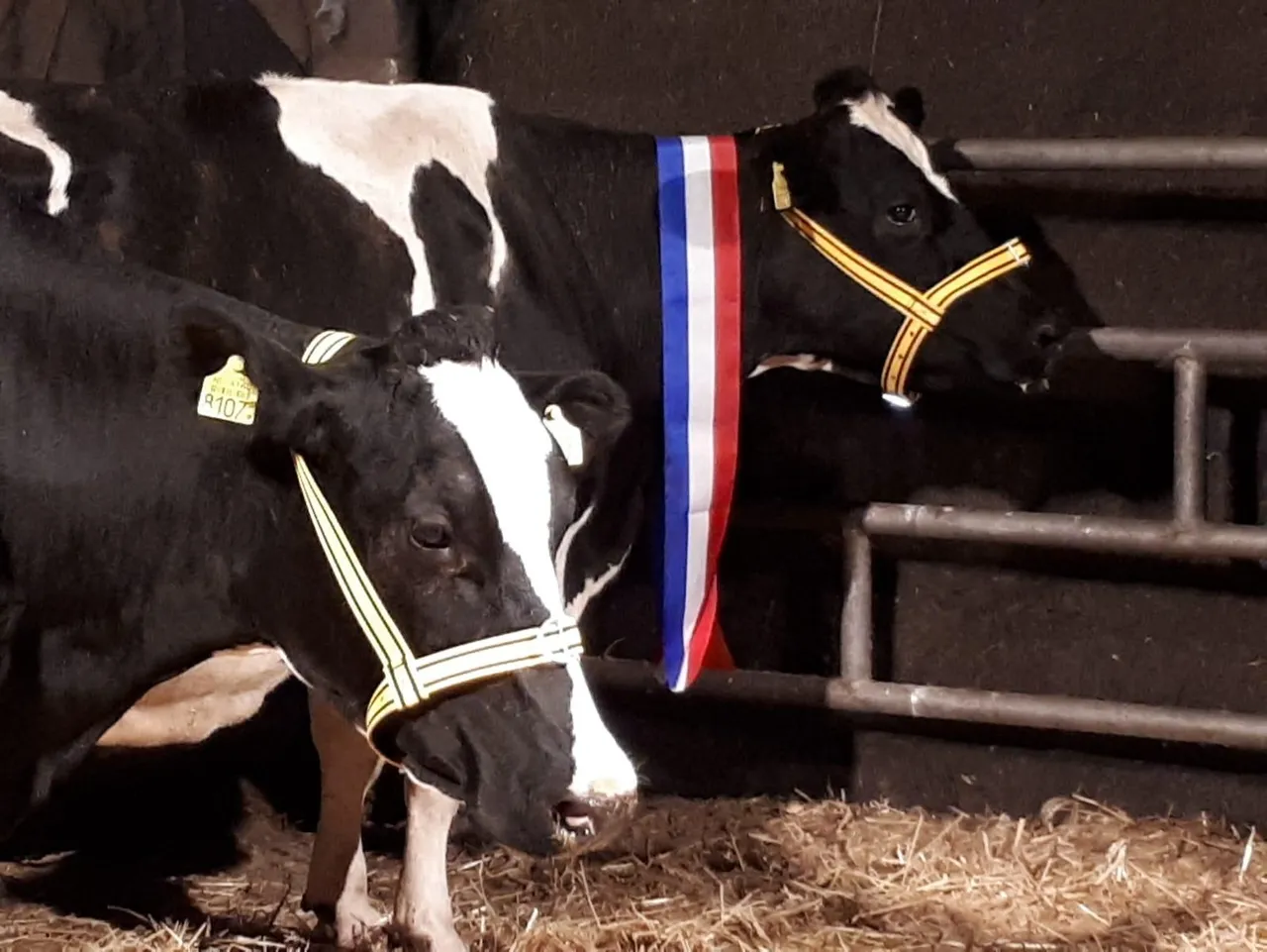 koe bij van tarry2