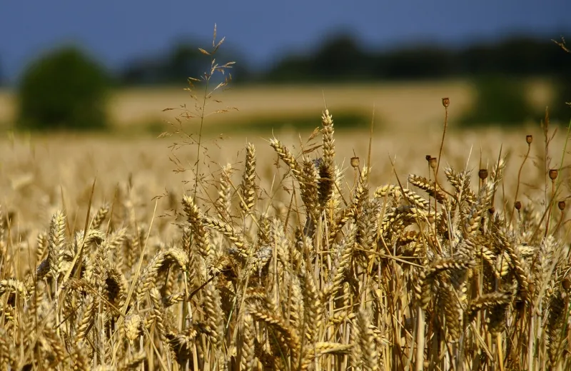 wheat 11 lovingyourworkcom foter cc by