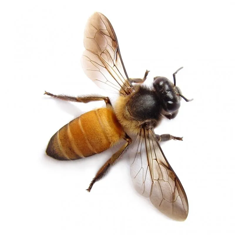 wildxplorer foter cc by