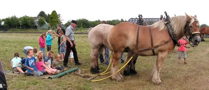 boerenfair172