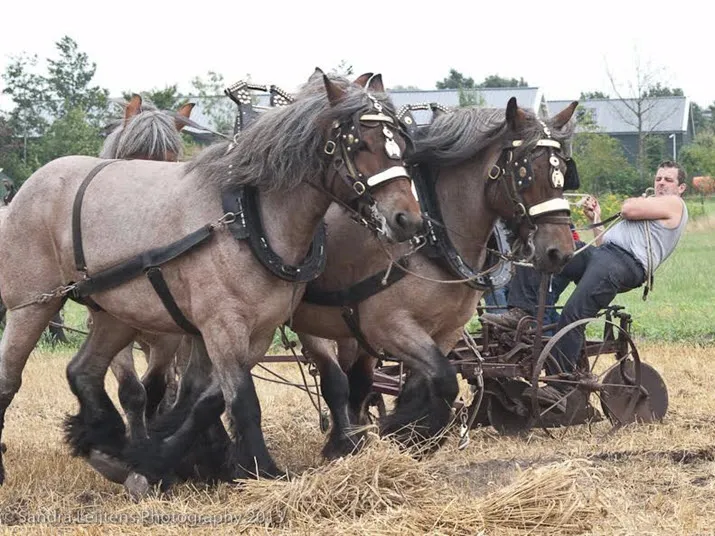 boerenfair3