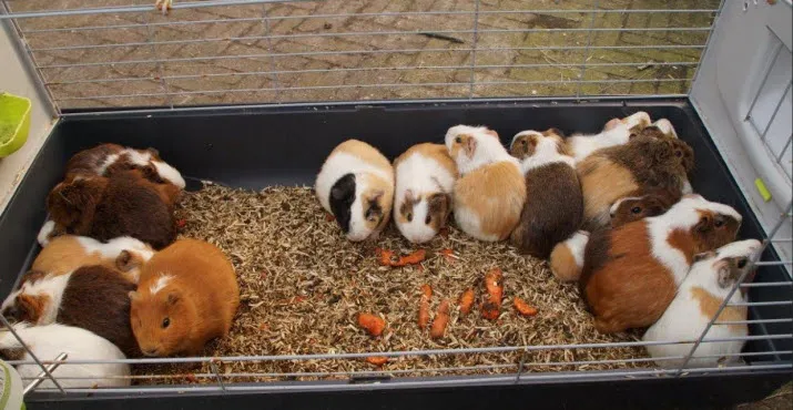 cavia1