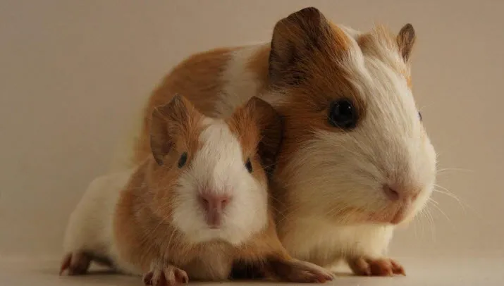 cavia2