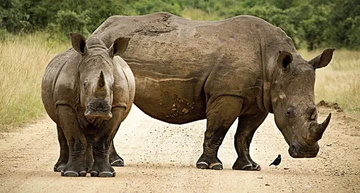 neushoorn