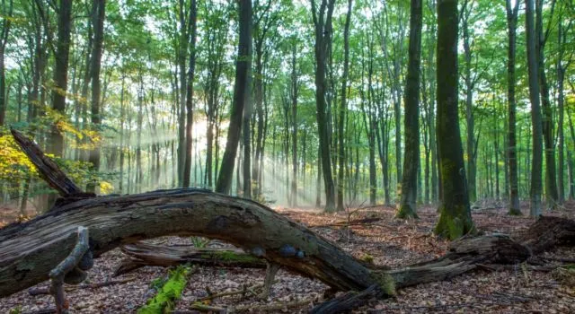 5127 speulderbos jeroen den hartog 640x350