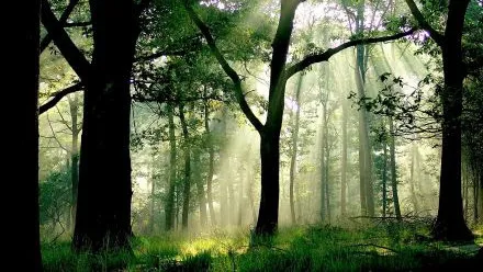 hoge veluwe