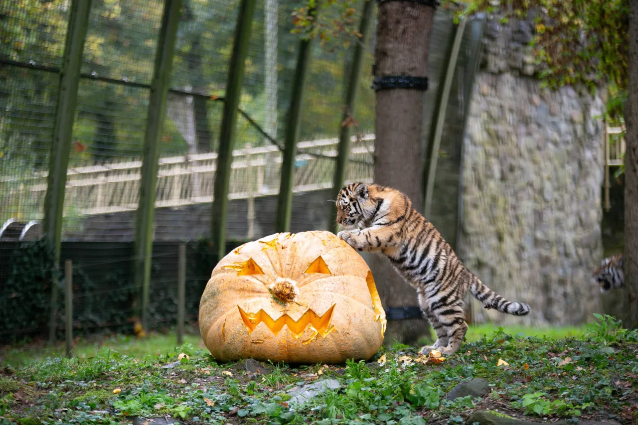 Tijgerjongen met pompoen_Ouwehands Dierenpark-1