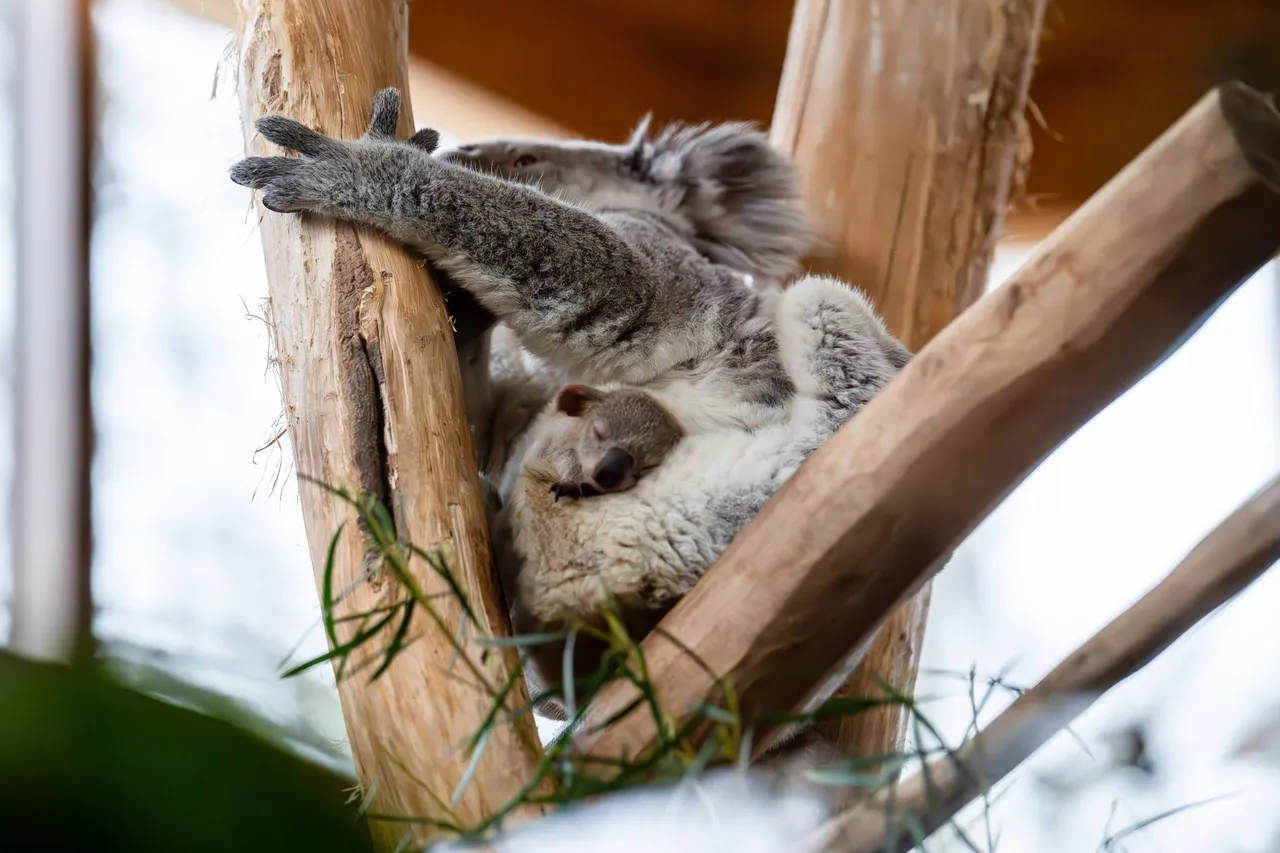 Koalajong en moeder 2