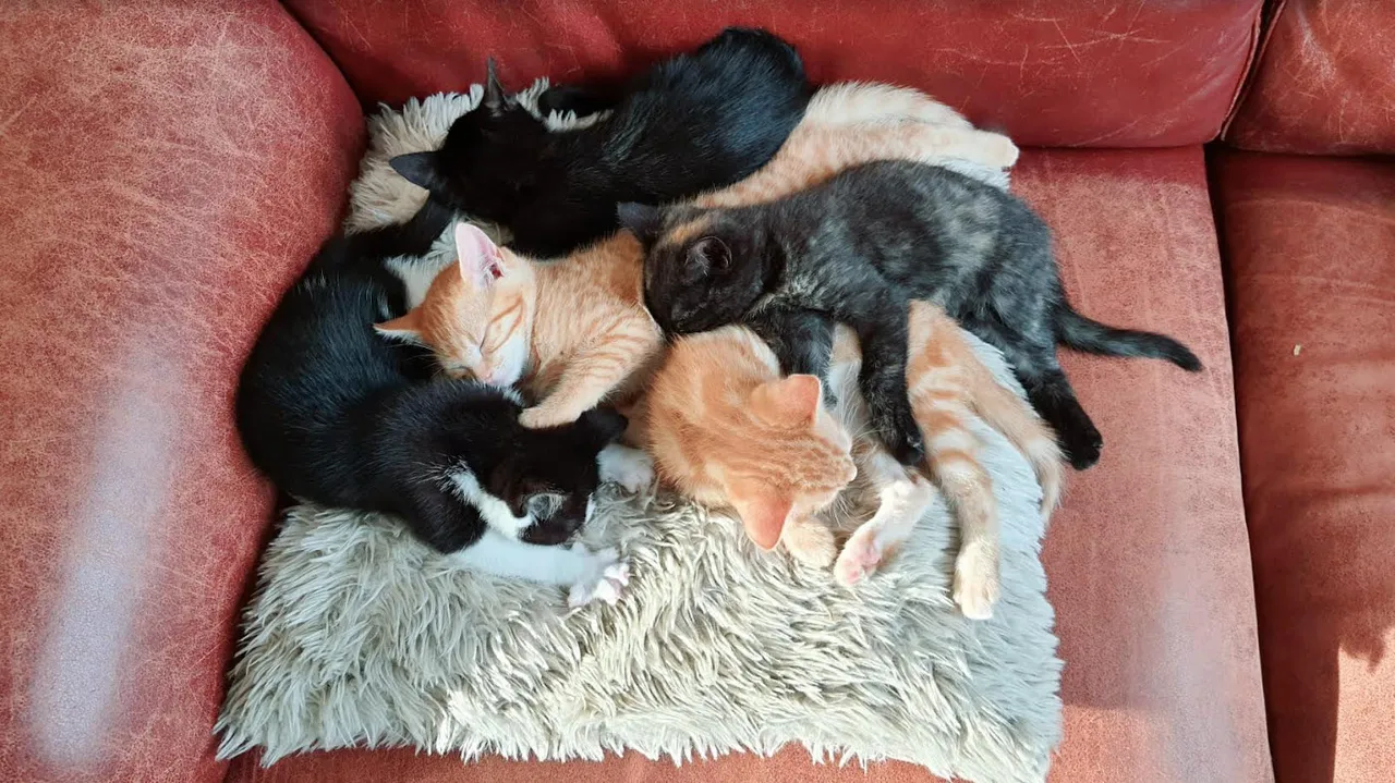 06en kitten6