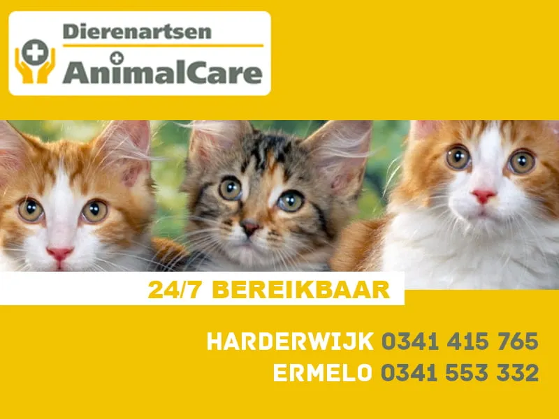 animalcare