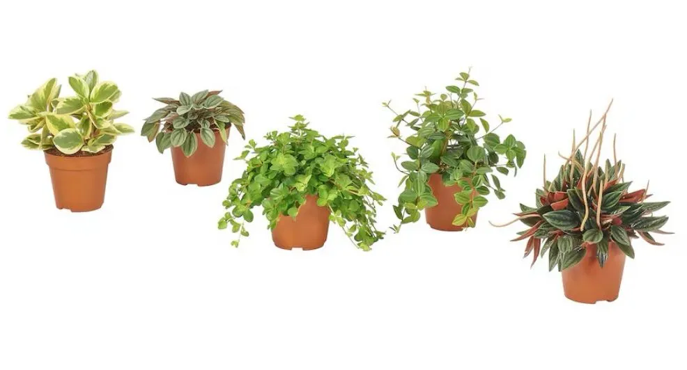 Miniplantjes van de IKEA voor €4,99.