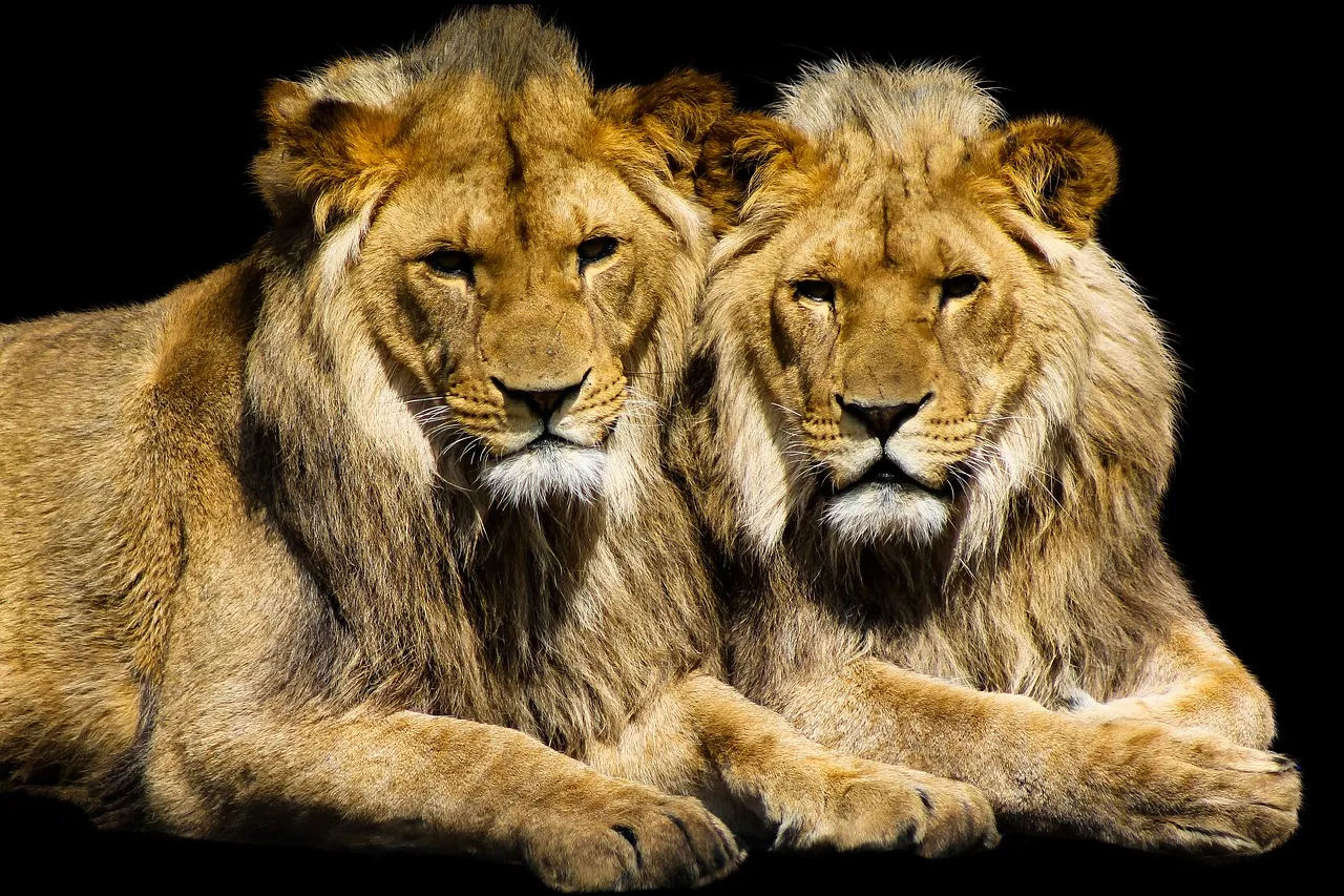 animal 3072250 1280
