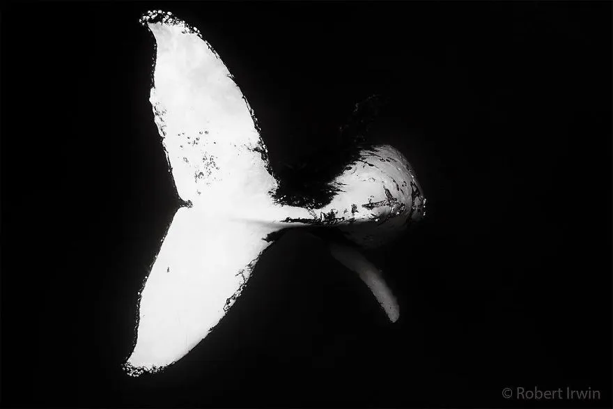 bw91vcof4ti png 880