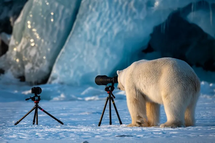 comedy wildlife photography awards finalists 2018 15 5b9b576cf0c8e 880