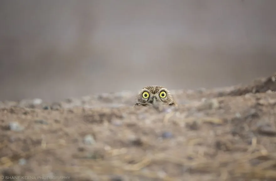 comedy wildlife photography awards finalists 2018 18 5b9b57734af09 880