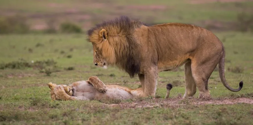 comedy wildlife photography awards finalists 2018 25 5b9b5783395df 880
