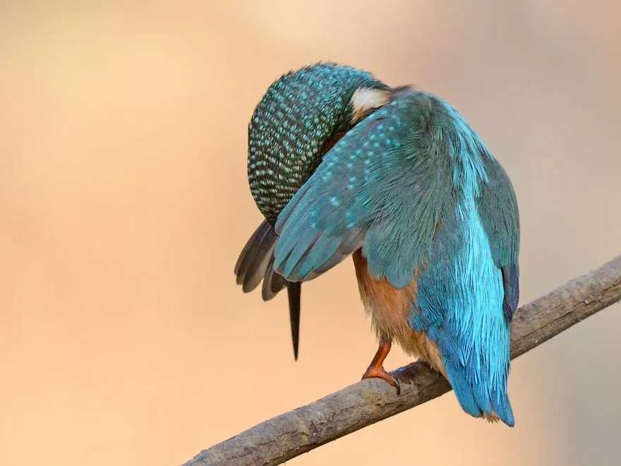 comedy wildlife photography awards finalists 2018 37 5b9b579c7140f 880